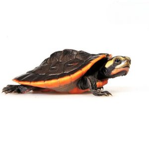 Rotbauch Spitzkopfschildkroete Emydura subglobosa Shop1