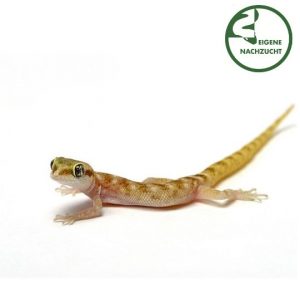 Zwergwuestengecko Tropicolotes steudneri Shop1