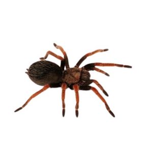 Orangebein Vogelspinne Brachypelma boehmei