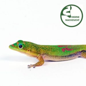 Phelsuma laticauda Detail