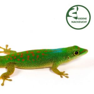 Phelsuma pasteuri Detail