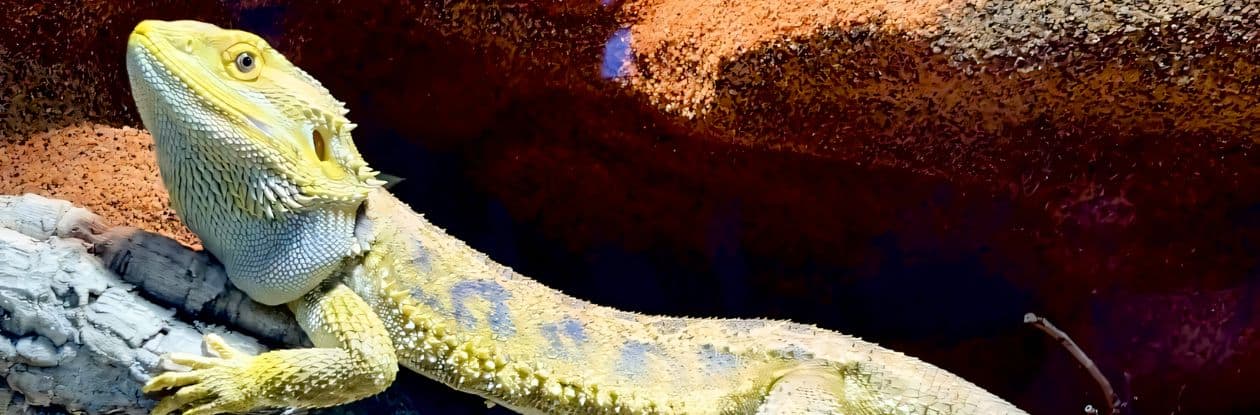 Pogona Citrus Interzoo Terrarium