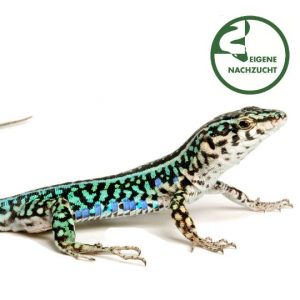 Tyrrhenische Eidechse 2