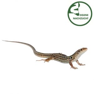 Blaue Ruineneidechse