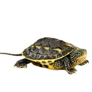 Bunte Dreikiel Schildkroete