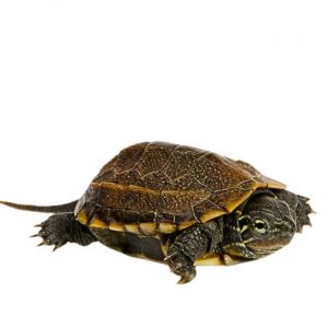 Dreikiel Schildkroete