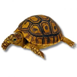 Pantherschildkroete Shop