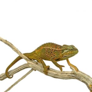 Trioceros ellioti Shop