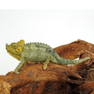 Trioceros hoehnelii Shop