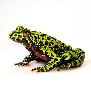 Bombina orientalis Shop