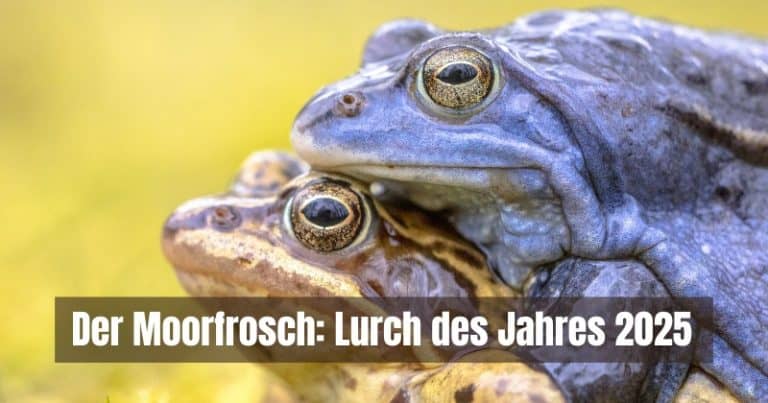 Bufo brongersmai