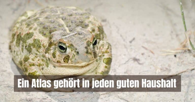 Bufo guttatus