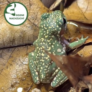 Korallenfinger Laubfrosch Super Snowflake