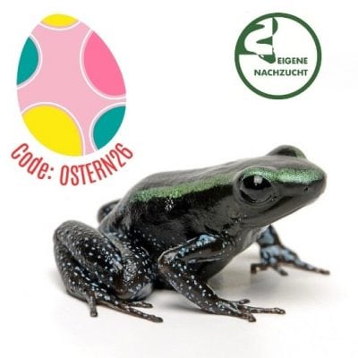 Phyllobates aurotaenia - Blattsteiger GRÜN