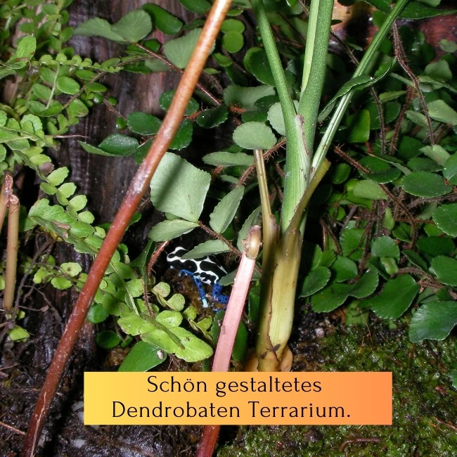 Dendro Blog