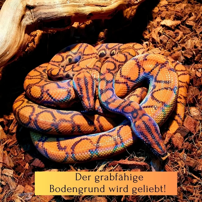 Regen Blog 2