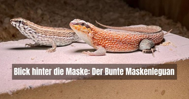 Bunter Maskenleguan