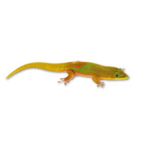 Goldstaubtaggecko NZ