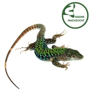 Podarcis siculus medemi