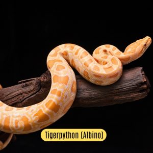 Albino Tigerpython Shop