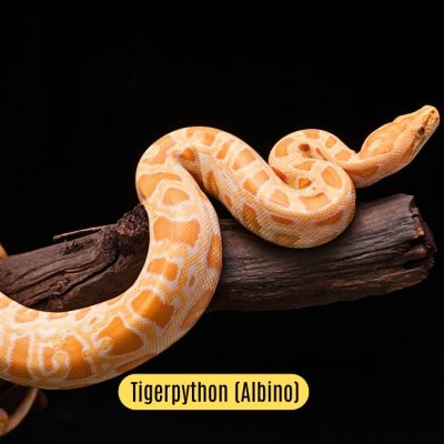 Albino Tigerpython Shop