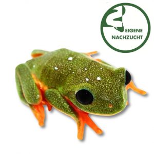 Schwarzaugenlaubfrosch Shop