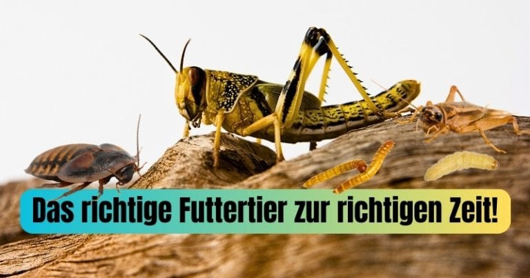 Beitrag Das richtige Futtertier zur richtigen Zeit