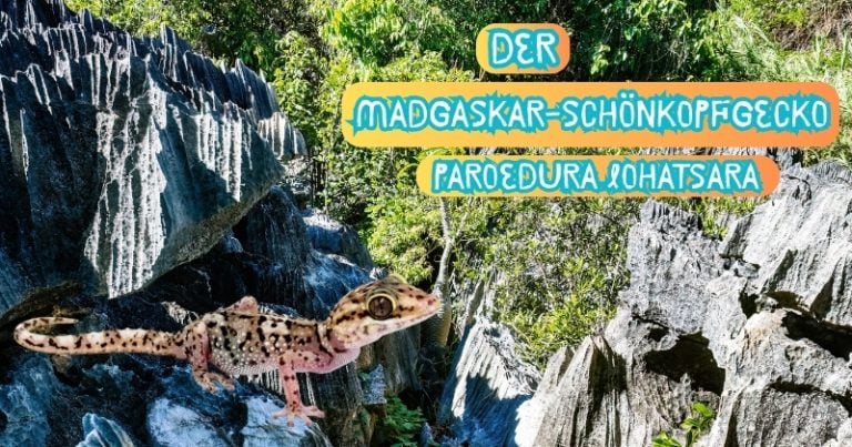 Beitrag Madagaskar Schönkopfgecko()
