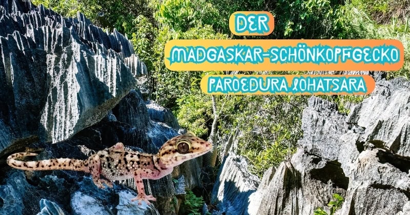 Beitrag Madagaskar Schönkopfgecko()