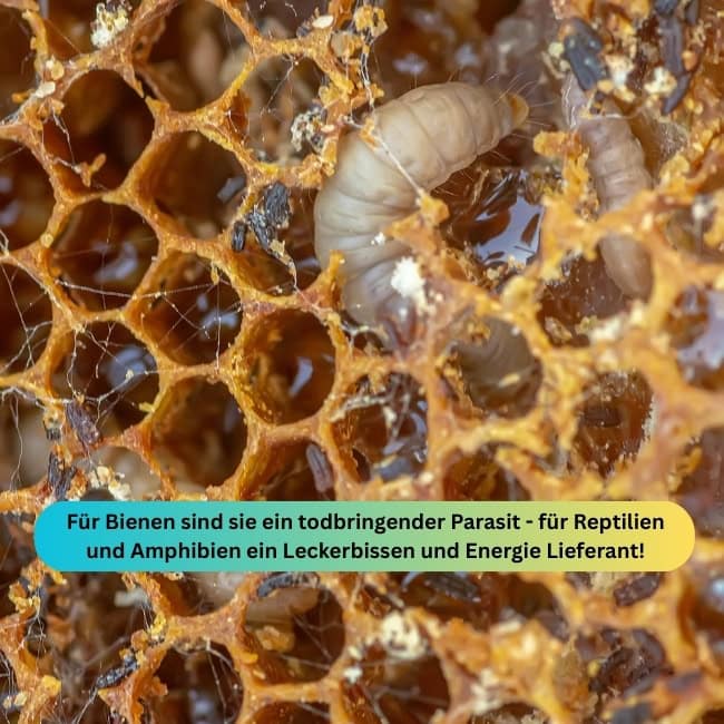 Bienenmaden Blog