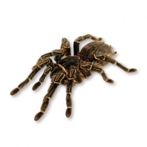 Brasilianische Riesenvogelspinne Lasiodora parahybana