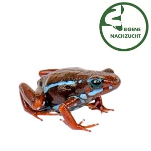 Dreifarben Baumsteiger Blau Rio Saladillo