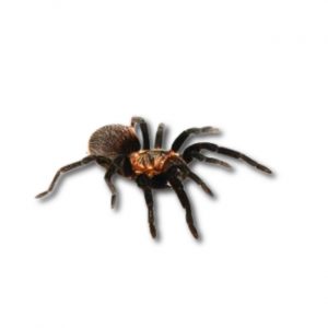 Guatemala Vogelspinne Tliltocatl sabulosus