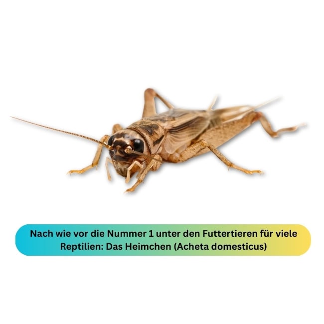Heimchen Blog
