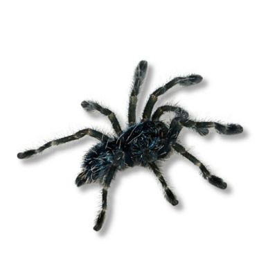 Martiniquevogelspinne Caribena versicolor shop