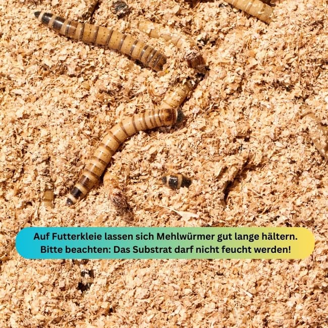 Mehlwurm Blog