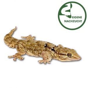 Riesenmauergecko Tarentola annularis