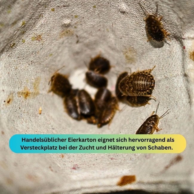 Schaben Blog