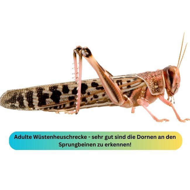 Wüstenheu Blog