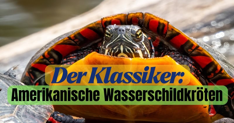 Beitrag amerikanische Wasserschildkröten