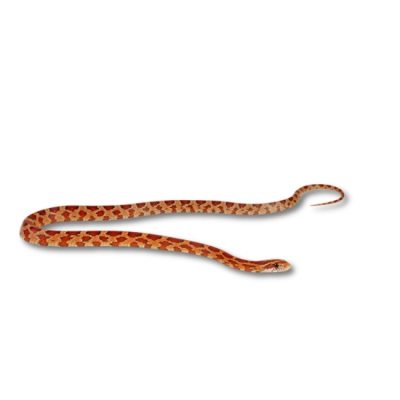 Kornnatter Okeetee Pantherophis guttatus