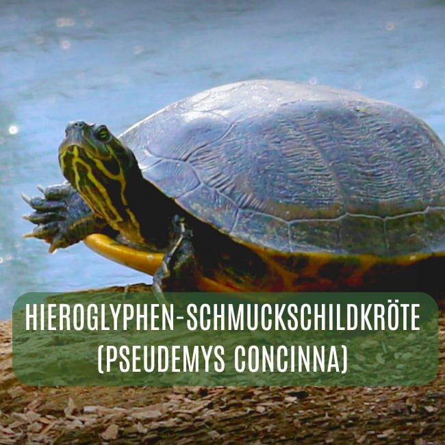 amerikanische Wasserschildkröten Blog ()