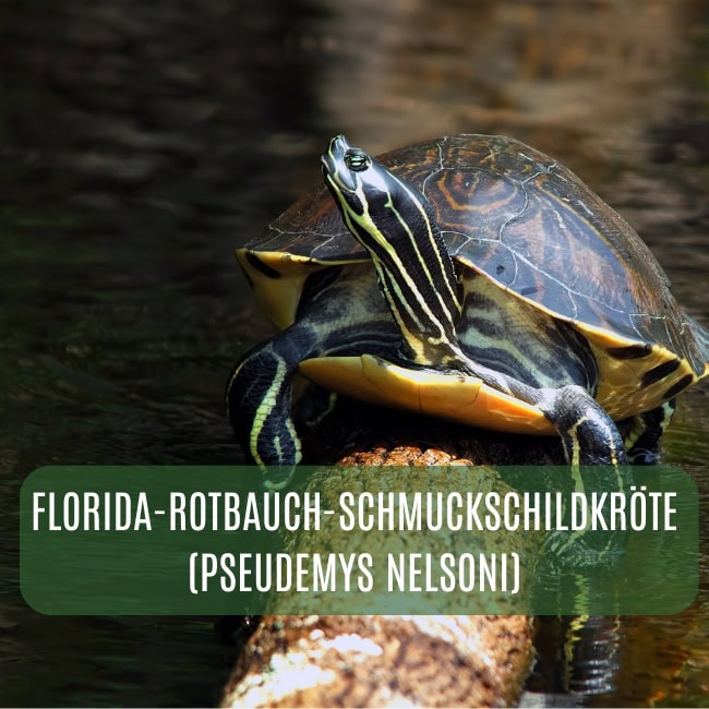 amerikanische Wasserschildkröten Blog ()