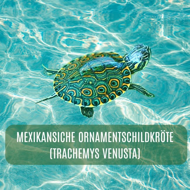 amerikanische Wasserschildkröten Blog ()