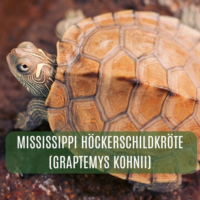 amerikanische Wasserschildkröten Blog ()