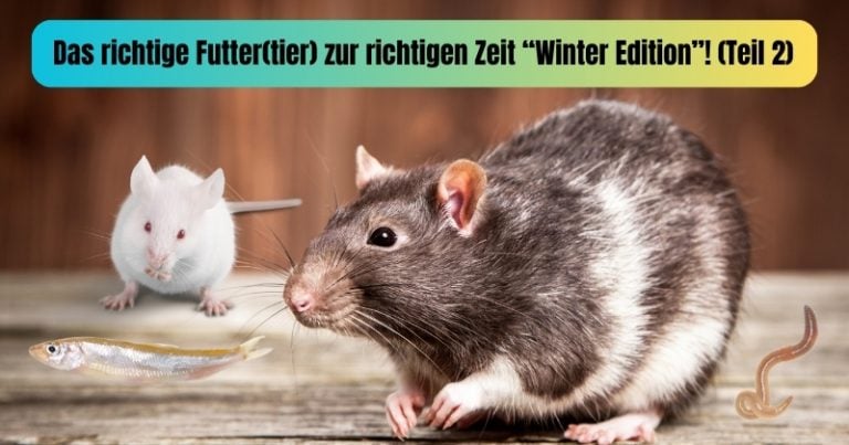 Beitrag Das richtige Futtertier zur richtigen Zeit (Teil )()