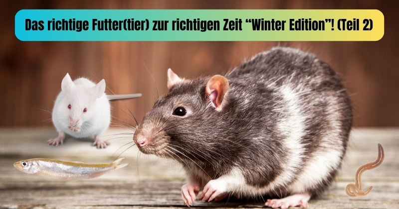 Beitrag Das richtige Futtertier zur richtigen Zeit (Teil )()