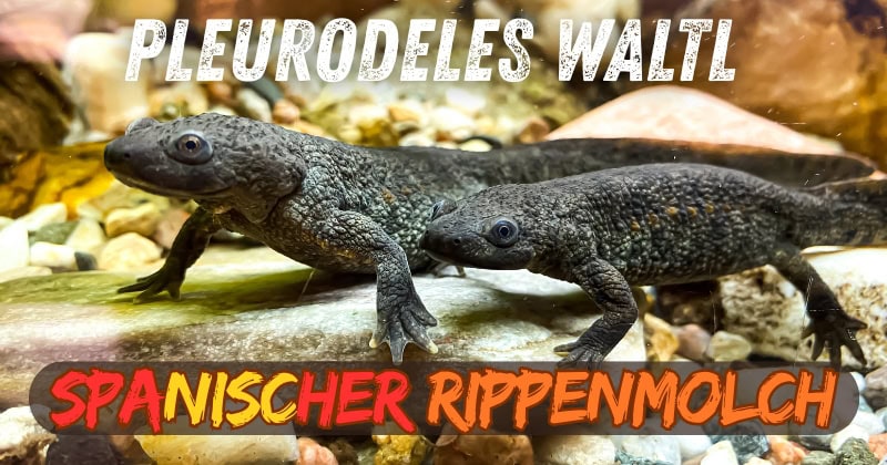 Beitrag Spanischer Rippenmolch Pleurodeles waltl