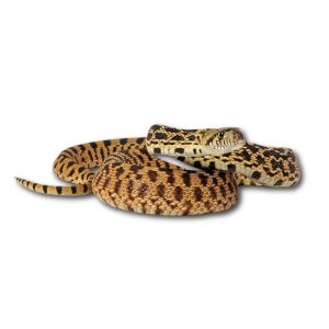 Bullennatter Pituophis catenifer sayi