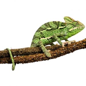 Chamaelo calyptratus